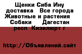 Щенки Сиба Ину доставка - Все города Животные и растения » Собаки   . Дагестан респ.,Кизилюрт г.